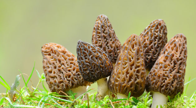 growing morel mushrooms